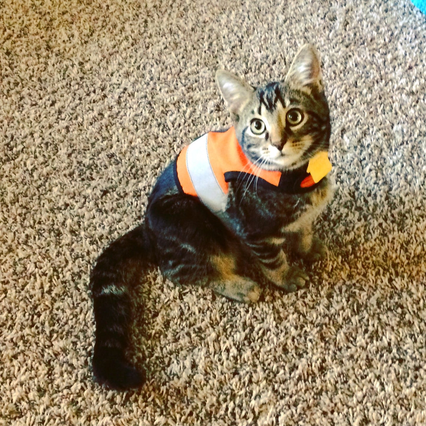Kitty Holster Reflective Safety Harness (Made in USA)