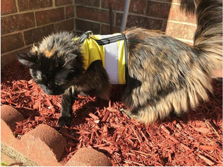 Kitty Holster Reflective Safety Harness (Made in USA)