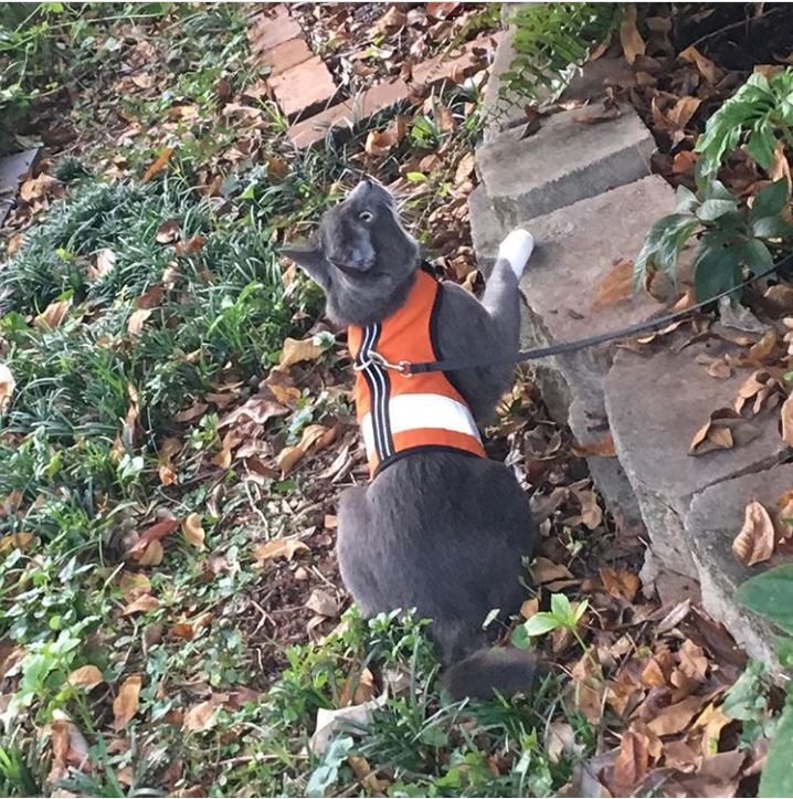 Kitty Holster Reflective Safety Harness (Made in USA)