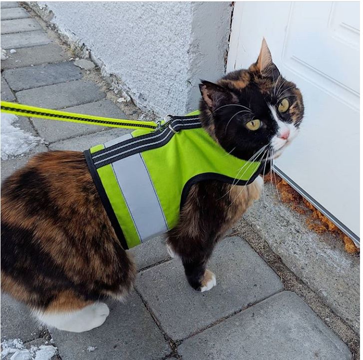 Kitty Holster Reflective Safety Harness (Made in USA)
