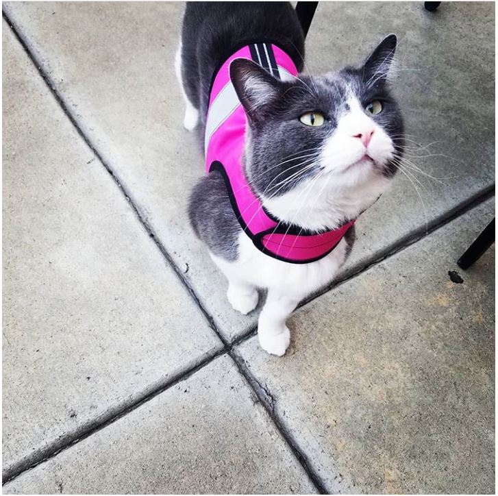 Kitty Holster Reflective Safety Harness (Made in USA)