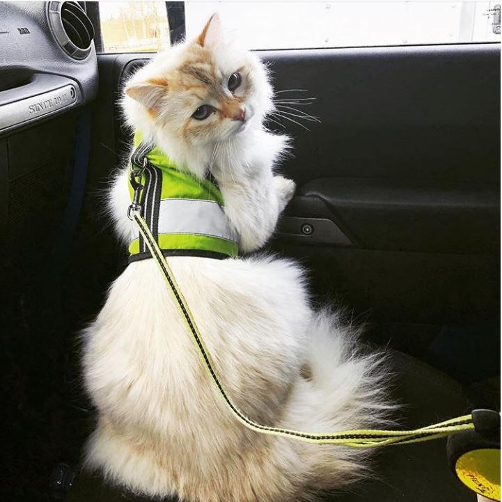 Kitty Holster Reflective Safety Harness (Made in USA)