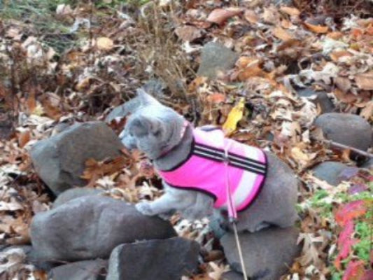 Kitty Holster Reflective Safety Harness (Made in USA)
