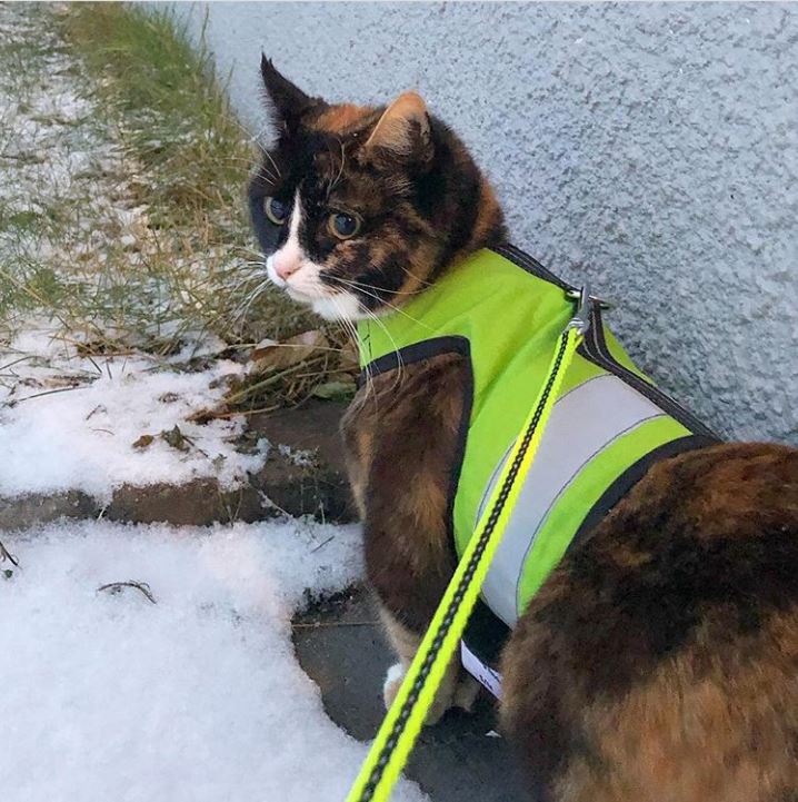 Kitty Holster Reflective Safety Harness (Made in USA)