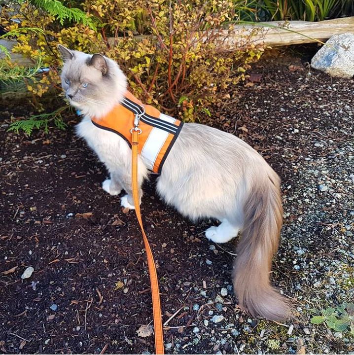 Kitty Holster Reflective Safety Harness (Made in USA)