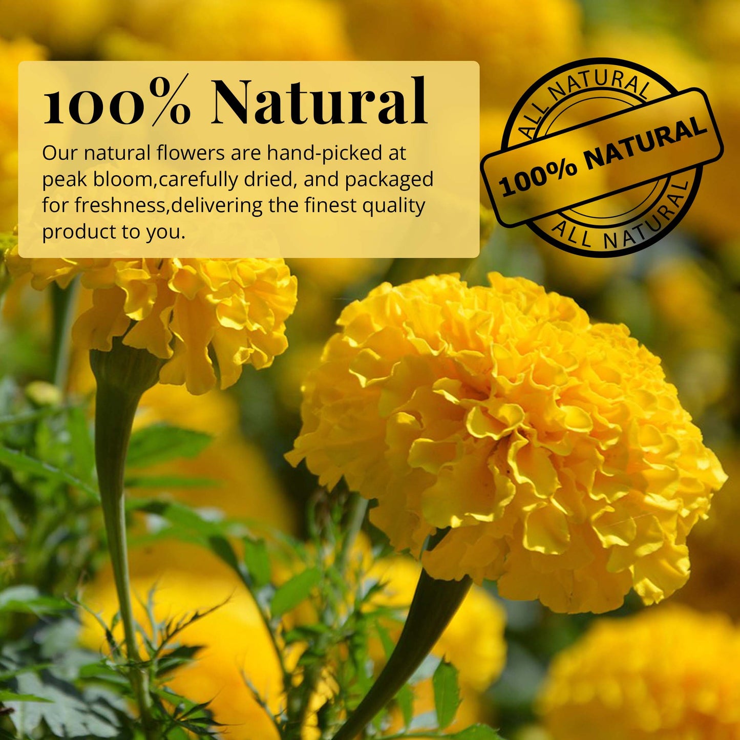 Dried Marigold Calendula flowers, Calendula Tea, 2.6oz I Calendula Officinalis | Caléndula pétalos I Akshit Pétales de Souci Bio | Flor De Calendula