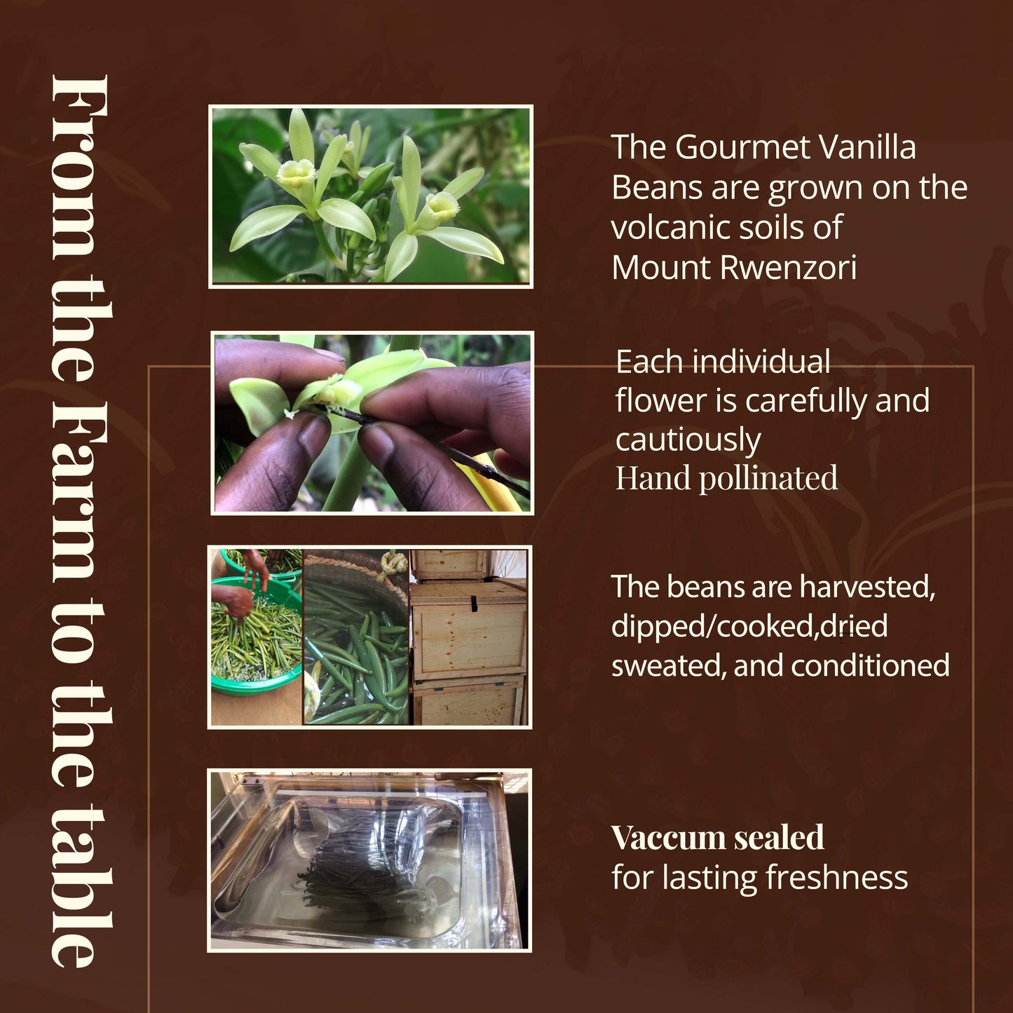 Whole Bulk Vanilla Beans - Order - NON GMO Gourmet Vanilla Pods 6 - 8 Inches For making Baking Whole Premium Vanilla Beans Grade A  by New York Vanilla