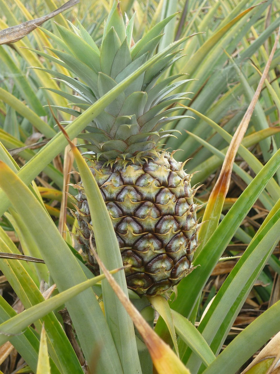 Grow Your Own Pineapple Fruit