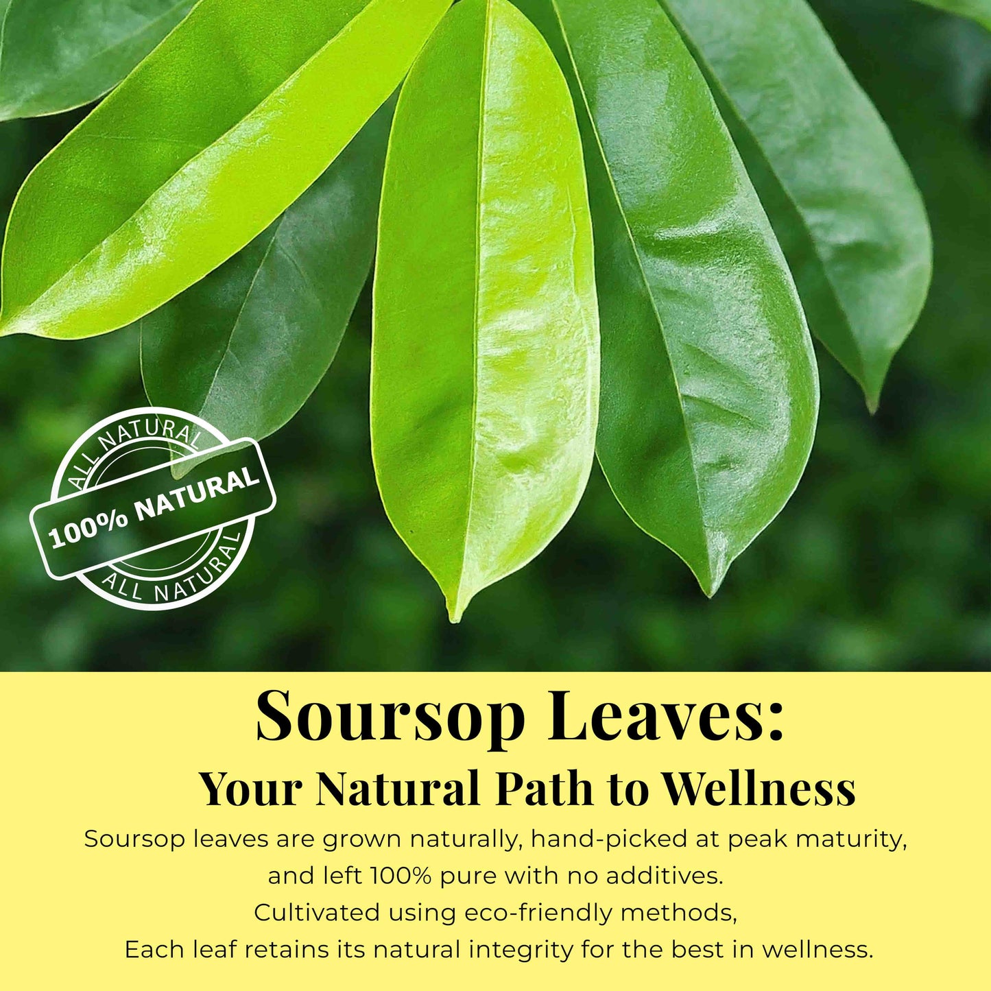 200+ Premium Dried Soursop Graviola Leaves Tea – 2.6 oz , 100% Natural Soursop Tea, Caffeine-Free Herbal Tea (Hoja Guanabana)
