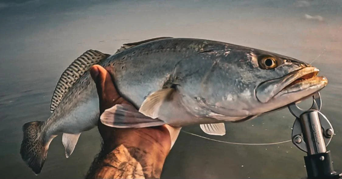 PavLures