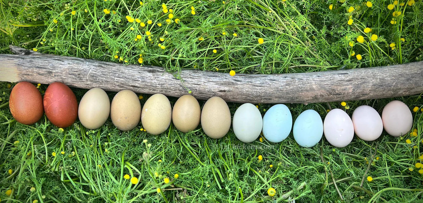 Az Chickens
