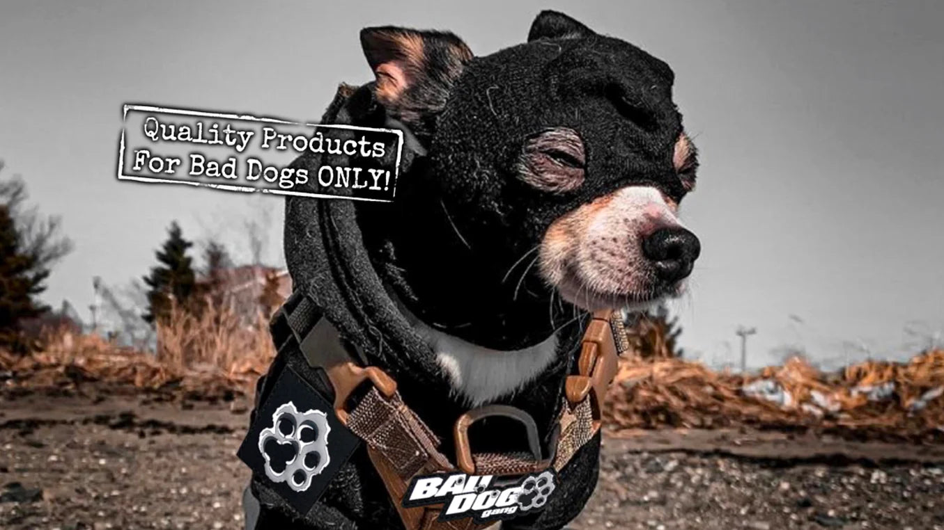 Bad Dog Gang