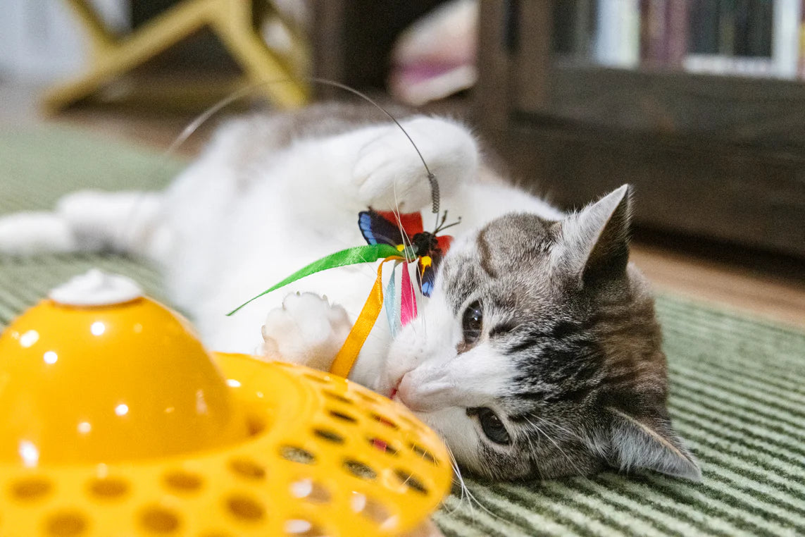 Caroline’s Cats