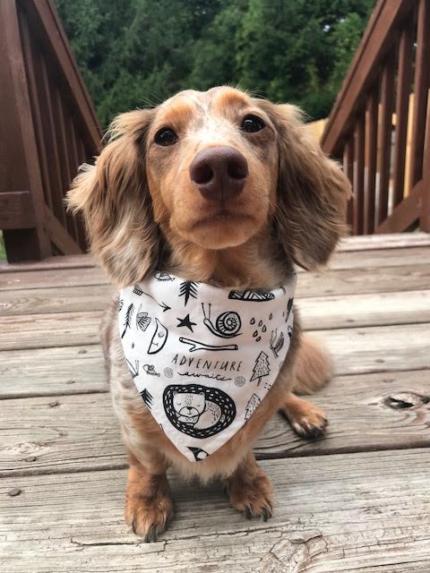 "Adventure" Dog Bandana