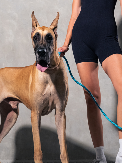 Aqua Blue Running Hands-Free Dog Leash