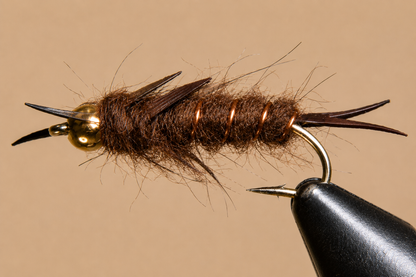 Giant Kaufmann Stonefly Nymphs