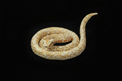 Plush Snake Collection