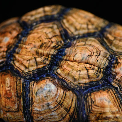 African Tortoise Plush