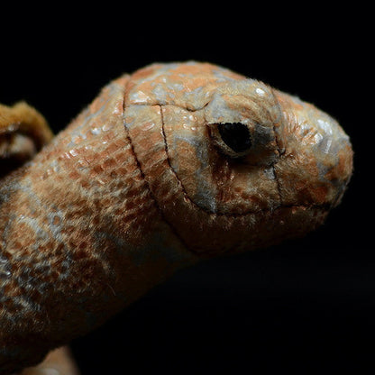 Galápagos Giant Tortoise (Chelonoidis niger) Plush
