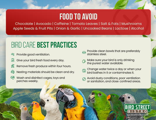 Parrot Care Fridge Magnet