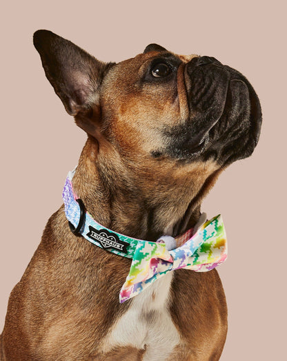 Rainbowtooth Collar & Bowtie