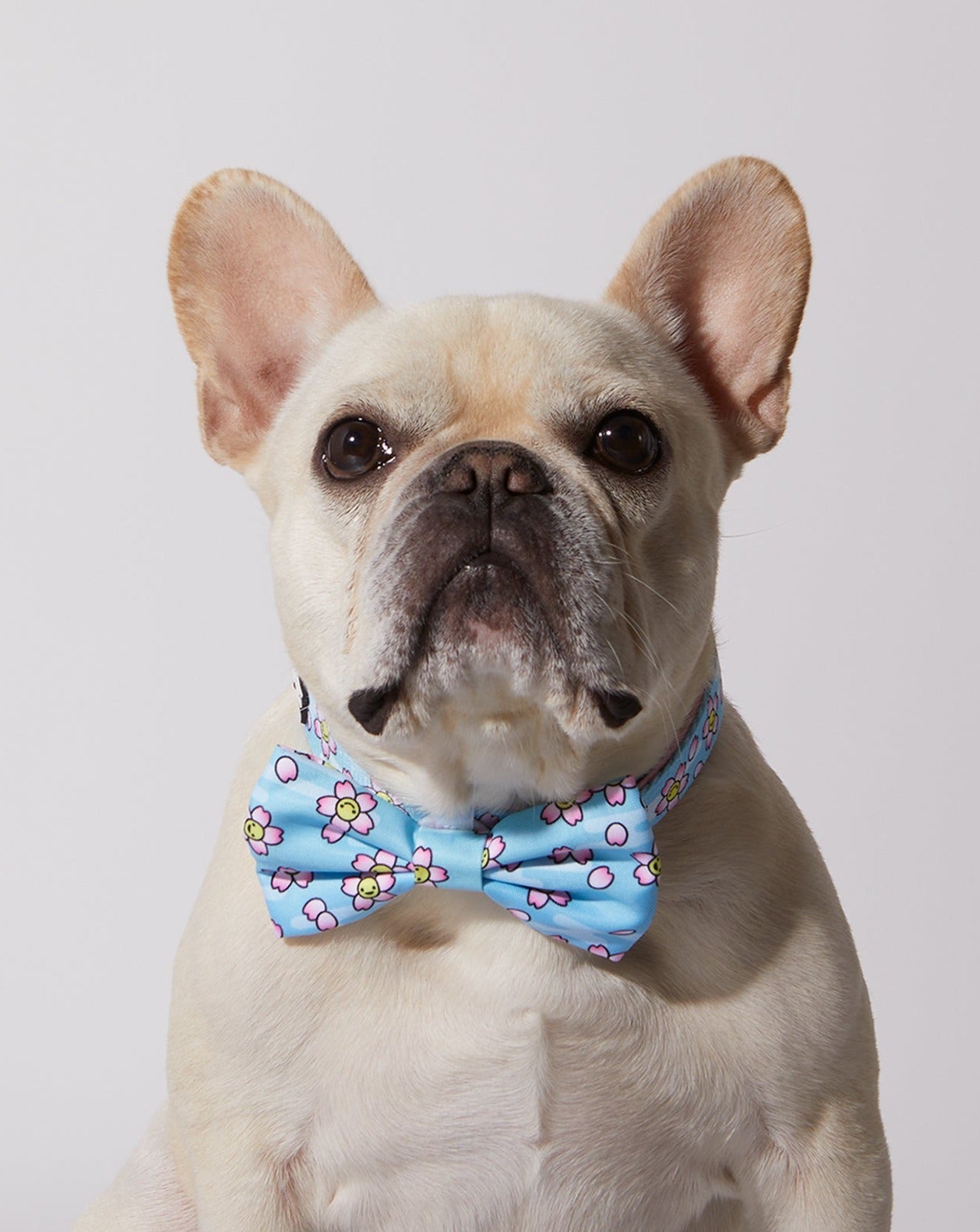 Smiling Sakura Dog Collar & Bowtie