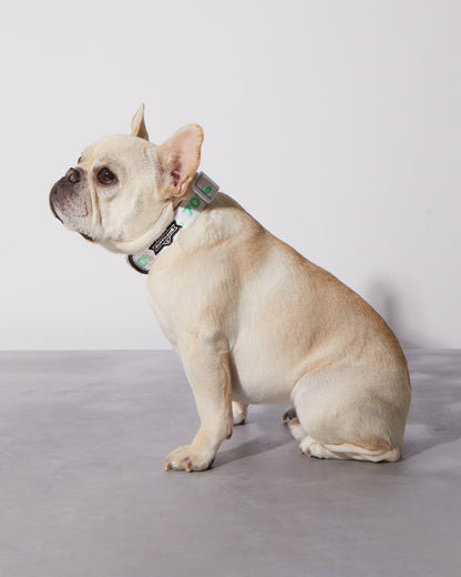 Matcha Sugar Level Dog Collar