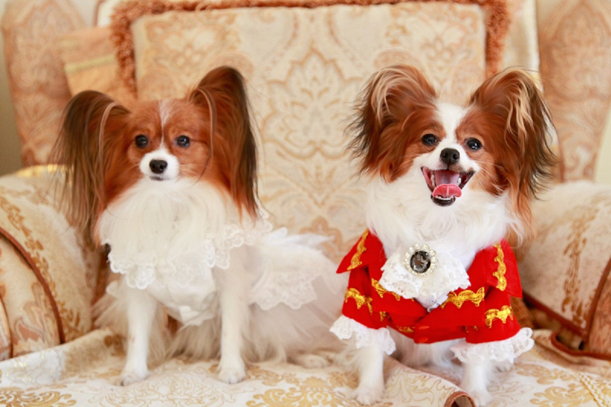 Handcraft White Lace Vintage Dog Wedding Dress Pet Bridal Outfit