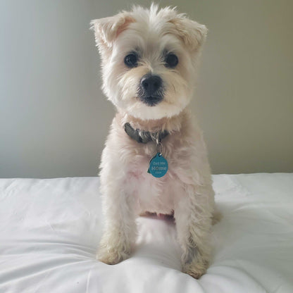 PetHub QR Pet ID Tag – Get Me Home Club