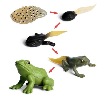 Frog Metamorphosis Life Cycle Model Set