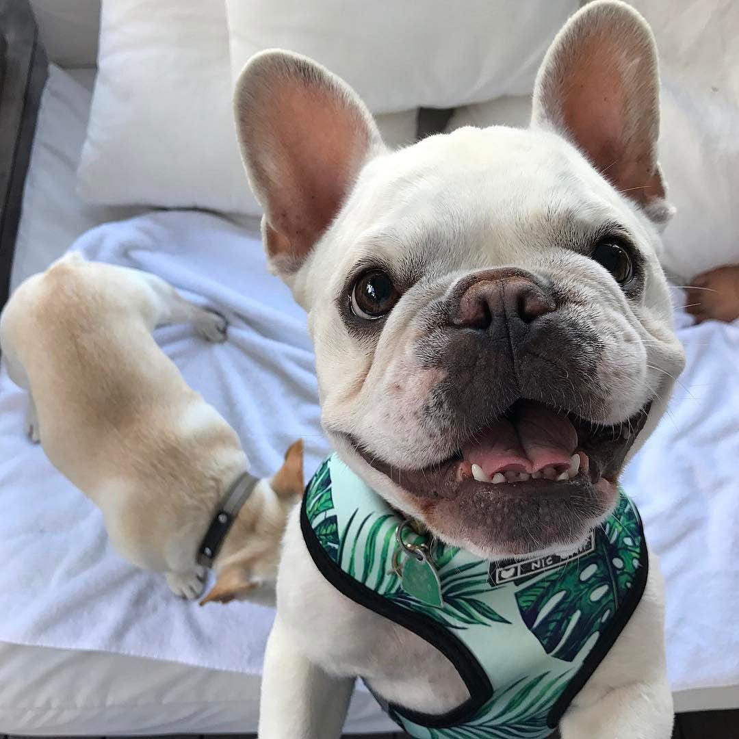 Adjustable Dog Harness and Leash Set