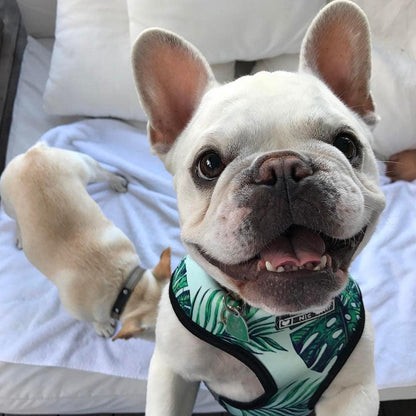 Adjustable Dog Harness and Leash Set