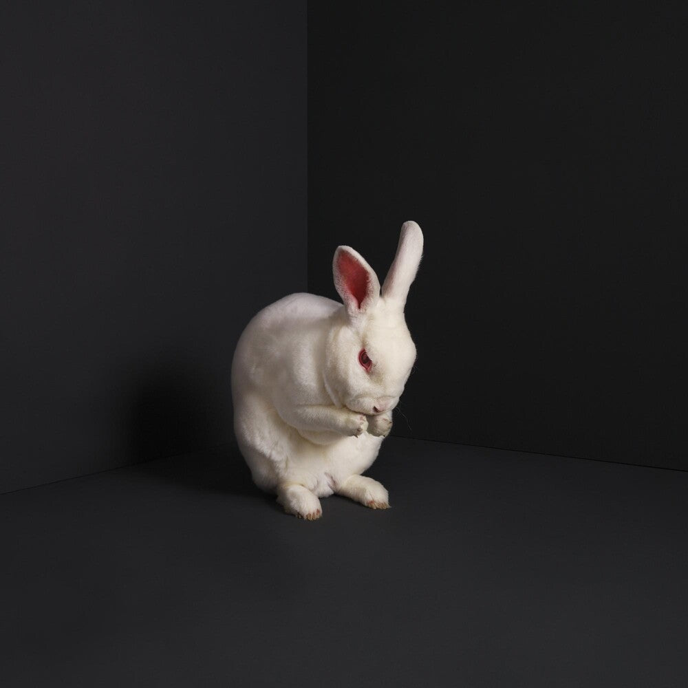 Brume - Rabbits [LP] Vinyl Record