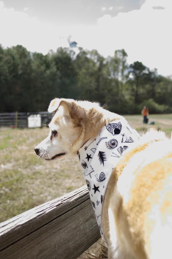 "Adventure" Dog Bandana