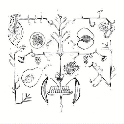 Aa Tigre - Las Frutas Amarilla - Vinyl Record