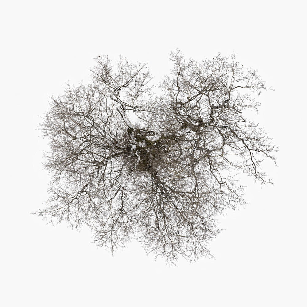 John Metcalfe - Tree [LP] Vinyl Record
