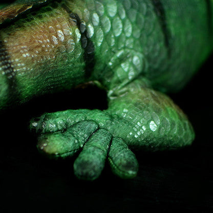 Green Iguana Plush