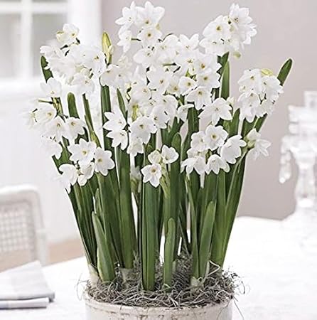 30 Ziva Paperwhites 13-15cm! Indoor Narcissus: Narcissus Tazetta-Nice, Healthy Bulbs for Holiday Forcing!