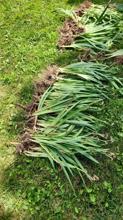 Iris Rhizomes Bulbs