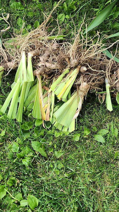 Iris Rhizomes Bulbs