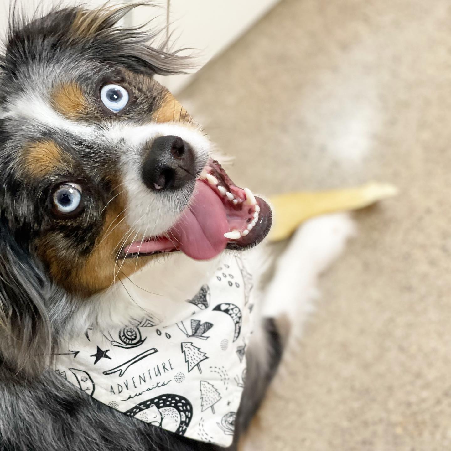 "Adventure" Dog Bandana