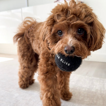So Fetch! Tennis Ball Set of 5 - Noir