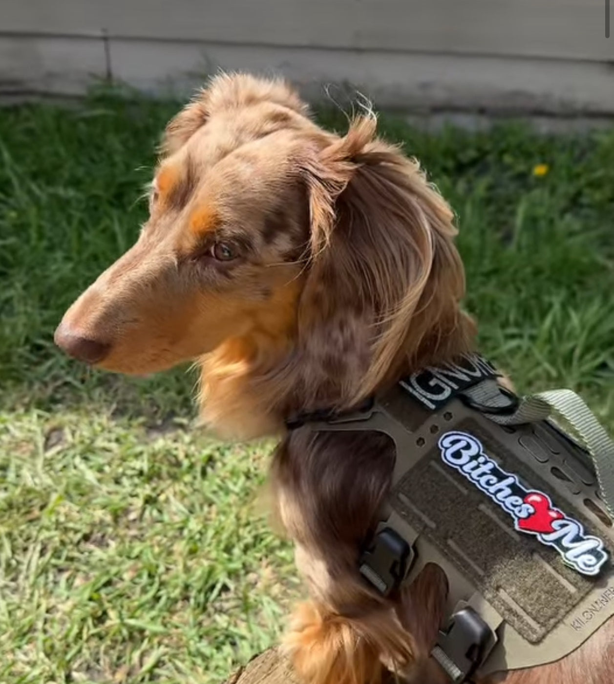 Bitches Love Me Morale Patch