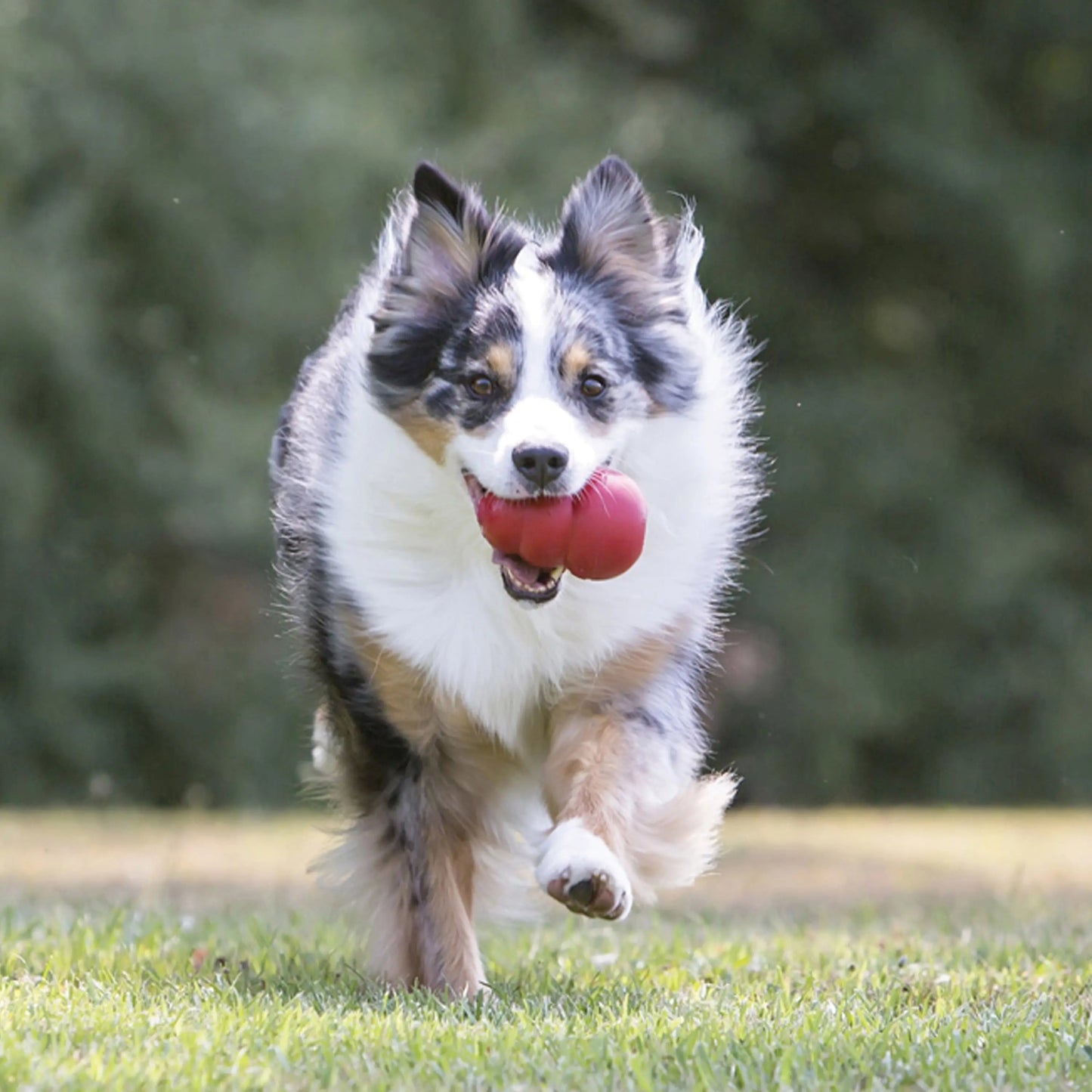 ® Classic Stuffed Dog Chew Toy, XL