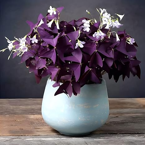 20pcs Oxalis Bulbs Purple Shamrock Bulbs Lucky Flowers Bulbs for Planting Purple Oxalis Triangularis Bulbs