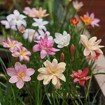 20PCS Mixed Color Rain Lily Snowdrop Bulbs, Lily Bulbs-Bulbs of Cold-Resistant Plants That Bloom for a Long Time-Easy to Grow-and Grow Outdoors in Your Courtyard Garden (20pcs)