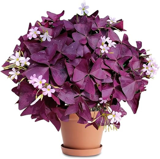 20pcs Purple Oxalis Shamrock Bulbs Oxalis Triangularis Bulb for for Fall Planting 2025 Lucky Flowers Plant