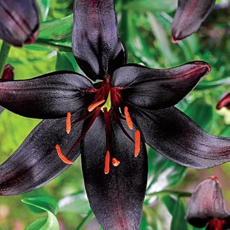 Beautiful Flowering Black Mapira Lily Blooming Sized Bulb, Great Perennial for Zones 3-9