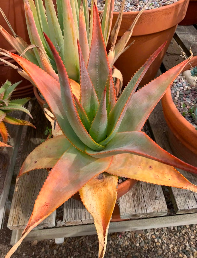 Aloe Macroclada Stem Cell Activation Capsules and Powder 2