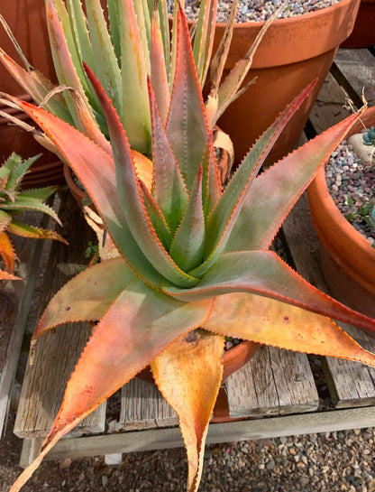 Aloe Macroclada Stem Cell Activation Capsules and Powder